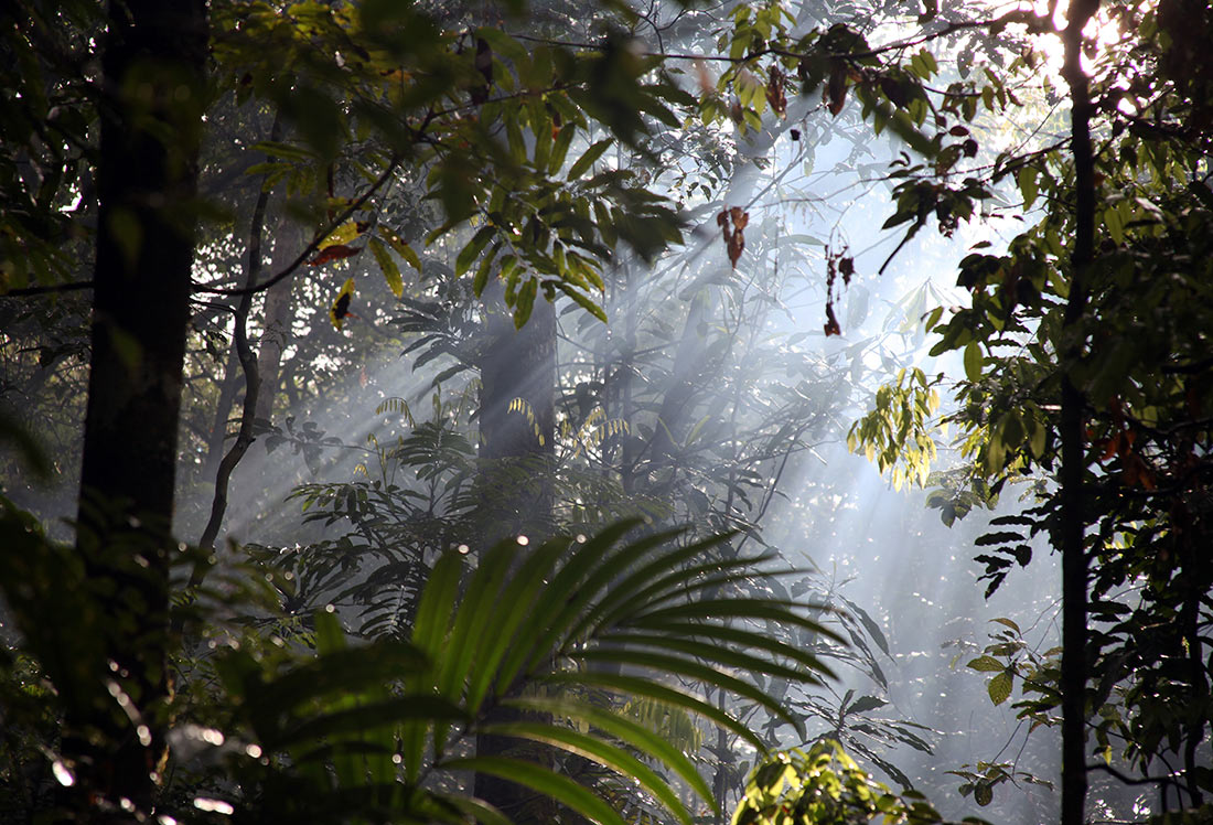 Tropikalne lasy Amazonskie