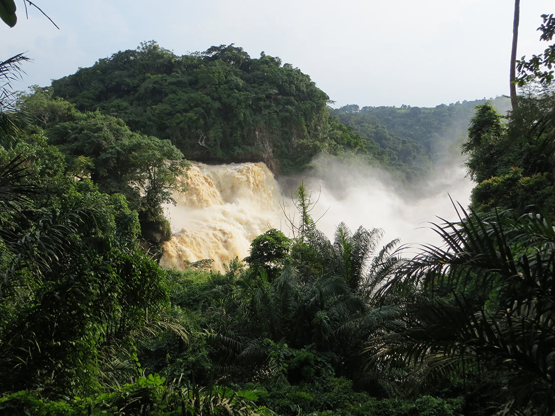 Tropikalne lasy Konga
