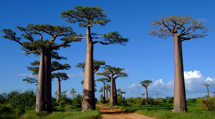 Aleja Baobabów: najbardziej malownicza i niesamowita droga na wyspie Madagaskar