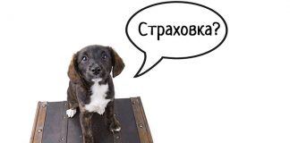 Туристическая страховка: как правильно выбрать и пользоваться — просто о важных нюансах
